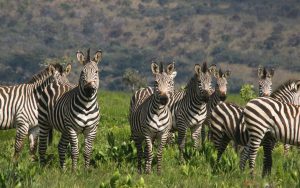 Upemba_Zebra
